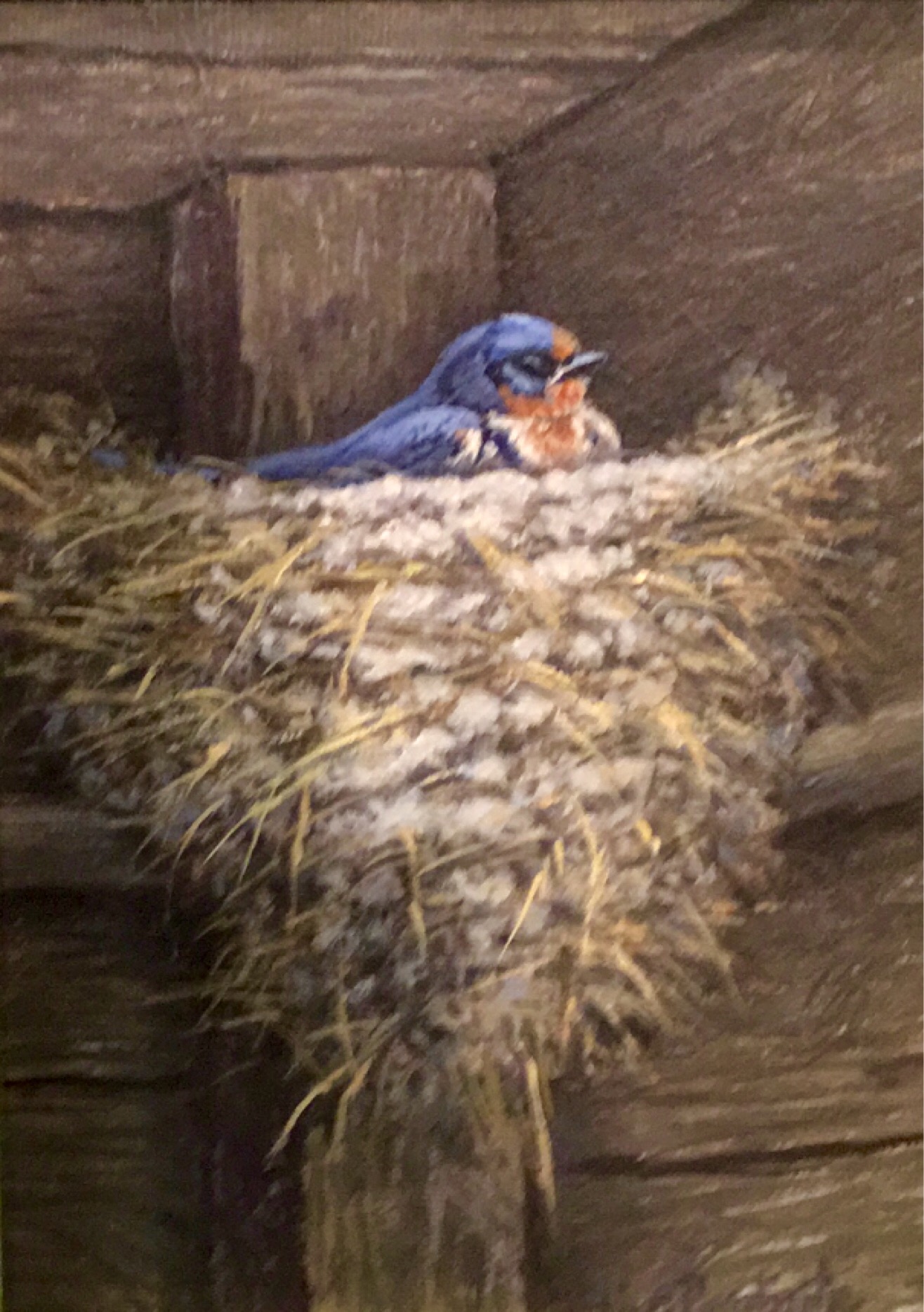 Nesting Swallow - by Lisa Bonforte